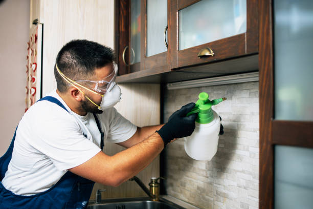 Best Mosquito Control Services  in Maple Lake, MN