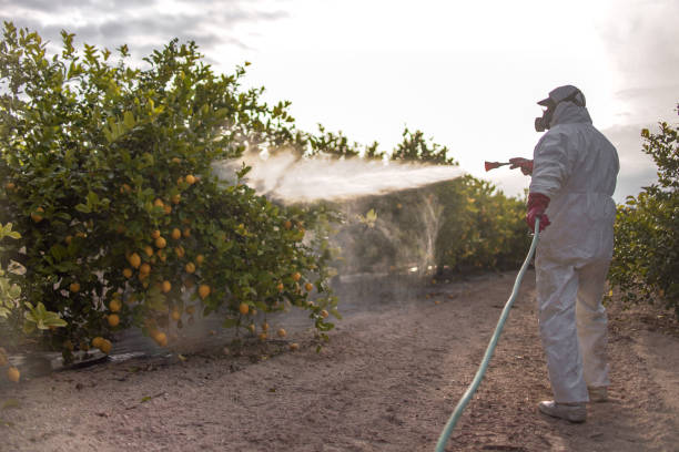 Best Ant Control Services  in Maple Lake, MN
