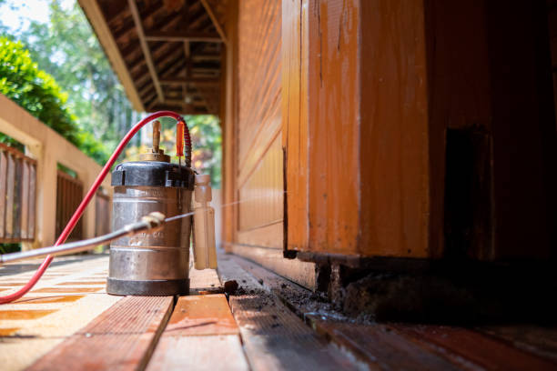 Best Ant Control Services  in Maple Lake, MN
