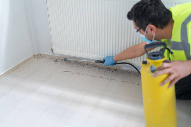 Best Affordable Pest Control Services  in Maple Lake, MN